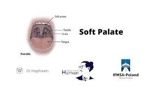 Soft palate | Muscles | Innervation | Structure
