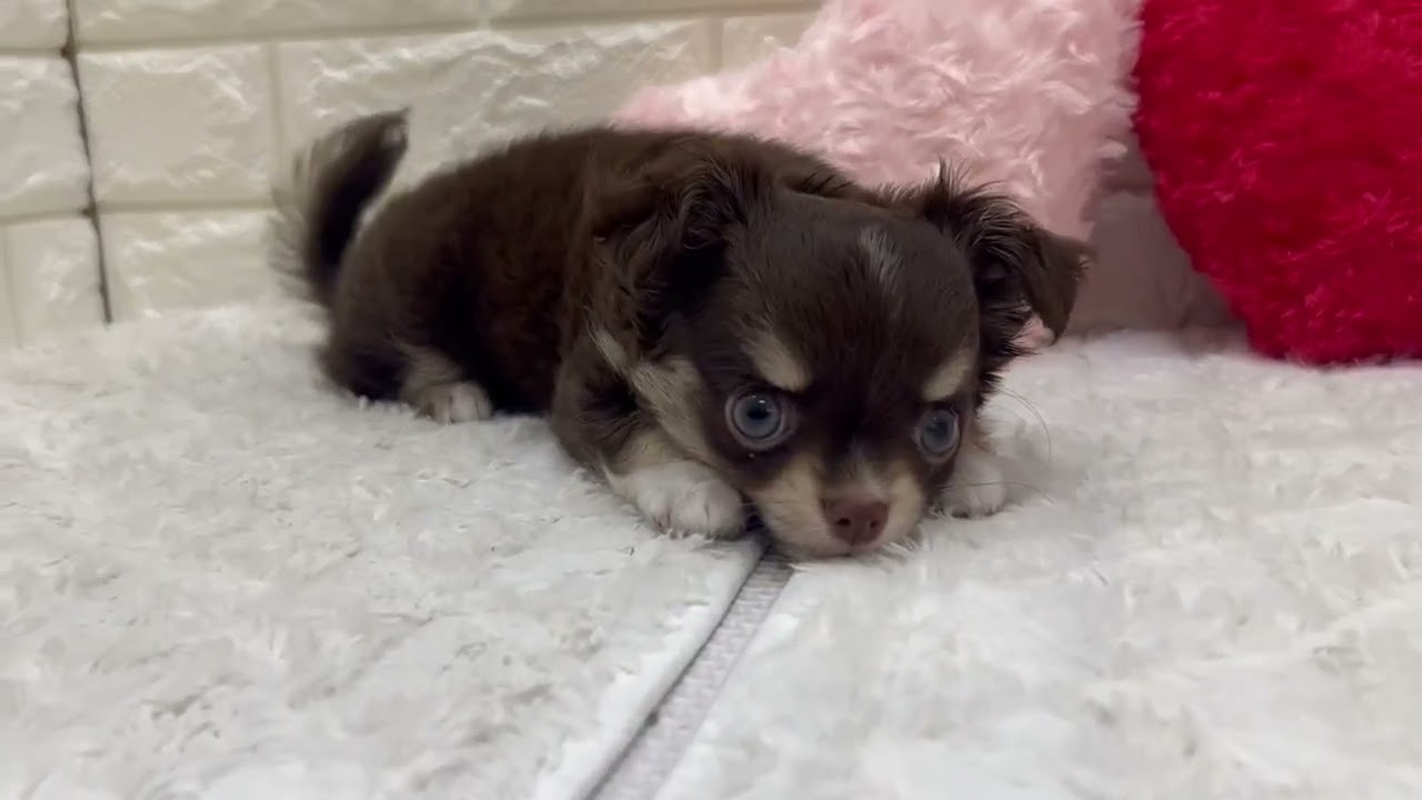 208456 チワワ♀ ～犬の家猫の里アミーゴ神の倉店～ - YouTube