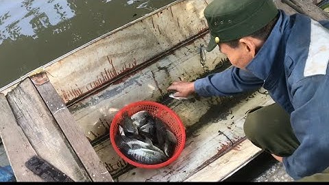 Kích cá hai ông cháu đánh cá mương lớn gặp đàn cá phi khủng