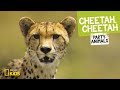 Cheetah Speed and Characteristics