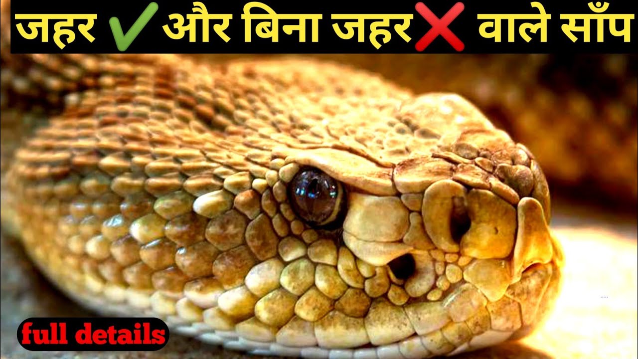 poisonous and non poisonous snakejahrile sanpon ki pahchan venomous