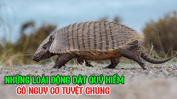 Báo Động Đỏ: 10 Loài Động Vật Có Nguy Cơ Tuyệt Chủng Tại Việt Nam