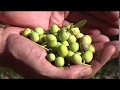 Оливкова долина: виготовлення оливкової олії