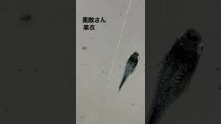 1円で購入したメダカ【黒衣】#めだか #メダカ
