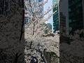アークヒルズの泉通りの桜並木、泉はしの上から見た桜。#shorts  #shortvideo #short  #shortsfeed #shortsvideo