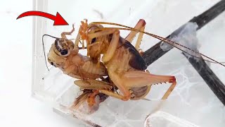 令人恐懼的蟋蟀！The scary crickets