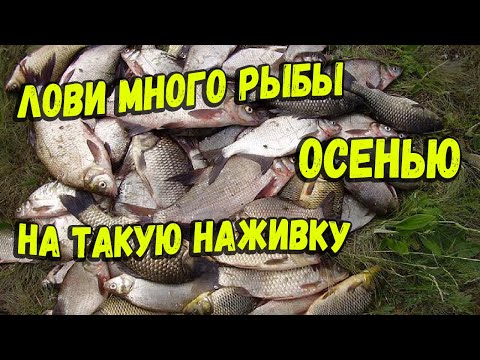 Fish go crazy for this bait when cold-water fishing