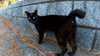 黒猫ちゃんの散歩に付いていってみた