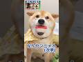 寿司守る柴犬 #きりぬき #柴犬スティーブ #アテレコ #アフレコ