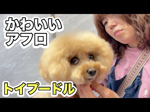 かわいいアフロカットのトイプードル♪(Rioくん)