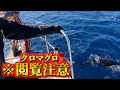 閲覧注意！！青森 幾千匹のクロマグロの大群！！ 神回【クロマグロキャスティング】