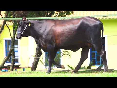 LOTE 195   MAGNIFICA FIV PEARCE SANTA LUZIA   5654CR