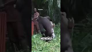 The Tense Atmosphere When This Tourist Meets A Gorilla releasing chimpanzees monkeys shortvid