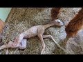 How amazing is this full birth of cria baby alpaca at kloud 9 acres beautiful