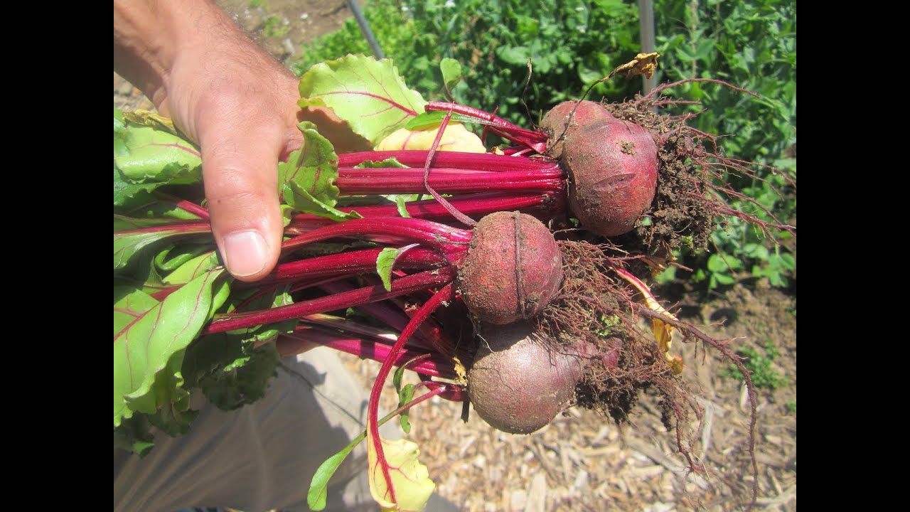 Grow More Beets YouTube