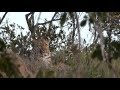 Pt 1 Safari Live&#39;s Sunrise Safari Drive at 6:00 AM on April 19, 2018 ( Xidulu )