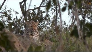 Pt 1 Safari Live&#39;s Sunrise Safari Drive at 6:00 AM on April 19, 2018 ( Xidulu )