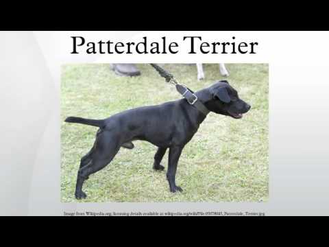 patterdale terrier schutzhund