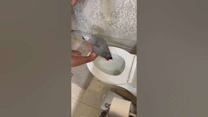 Proof you can potty train a parrot💩🥰 #africangrey #pottytraining #birds #learning #pets #parrot