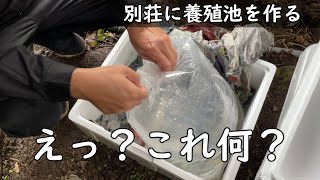 稚魚 が届きましたが・・。