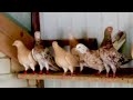 Продажа Бакинские голуби жёлто мраморные! Baku yellow marble pigeons!