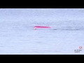 Great White attacks kayaker at Monterey Ca
