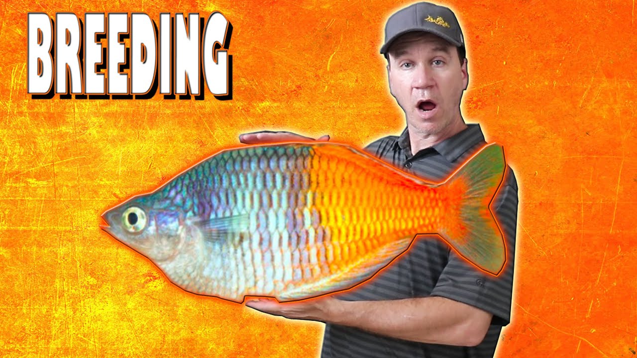 How to Breed Bosemani Rainbow Fish and Raise Their Fry YouTube