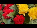 Как посеять БЕГОНИЮ КЛУБНЕВУЮ семенами🌹🌹🌹