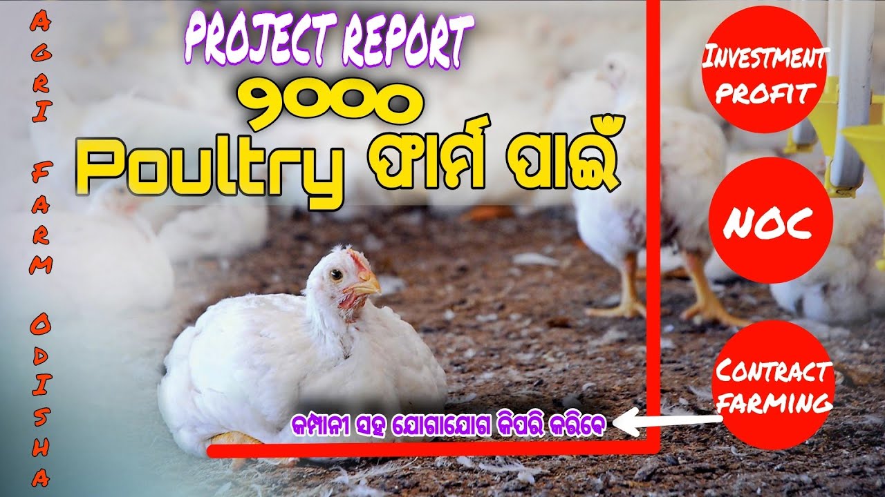 2000 Poultry Farming Project Report,Investment,Profit,NOC,Contract Farming,Disease it's treatment