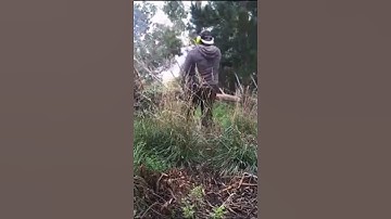 Top BIG Tree Fails | Stupid People Cutting Down Giant Trees #shorts