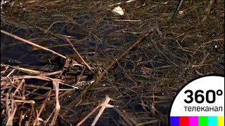 «Зимой снег становится зеленым!» Центральную больницу Солнечногорска окружило фекальное болото «Зимой снег становится зеленым!» Центральную больницу Солнечногорска окружило фекальное болото