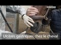 Attention votre cheval ou poney est peuttre atteint dulcres gastriques 