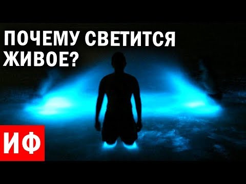Видео: Току-що заснех най-ярката биолюминесценция в света на камера. Ето как го направих - Matador Network