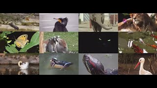 Rare and Endangered Animals: A Cinematic Journey into Wildlife Wonders