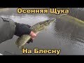 Осенняя Щука на блесну! Китайское &quot;колебло&quot; выручает!