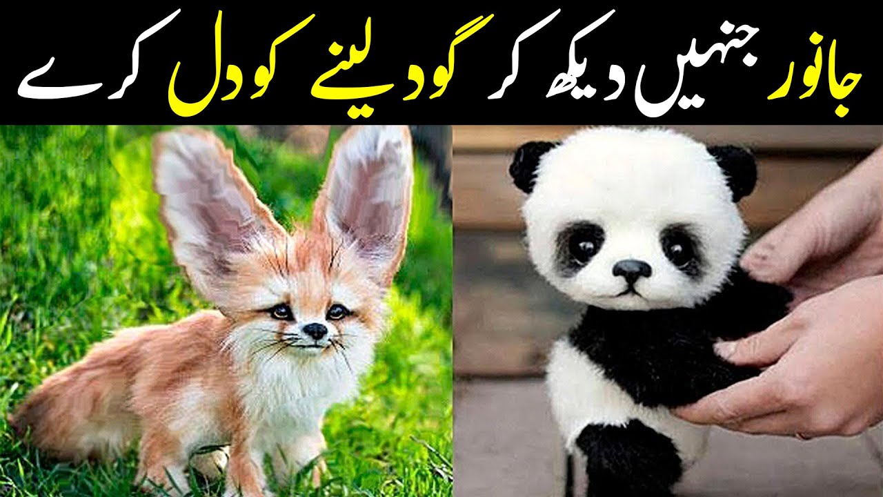 Top 10 Cutest Baby Animals Of The World | NYKI - YouTube