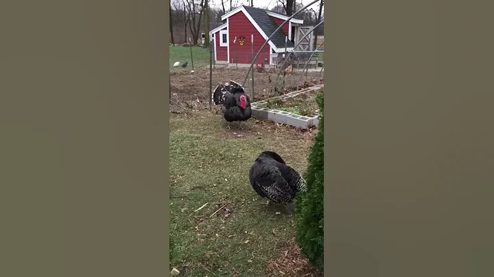 Healing Place Farm with Meta