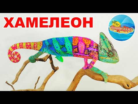 Йеменский Хамелеон. Интересные факты. Кормление Хамелеона | Veiled chameleon.