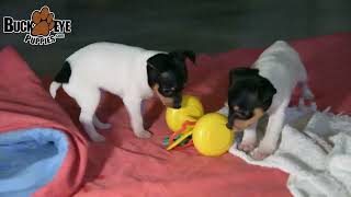 Lovable Toy Fox Terrier Puppies