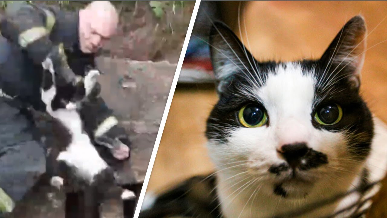 Спасатели раскопали теплотрассу в Ярославле и достали оттуда кота