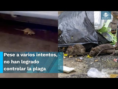 Video: Ratas en el metro: foto