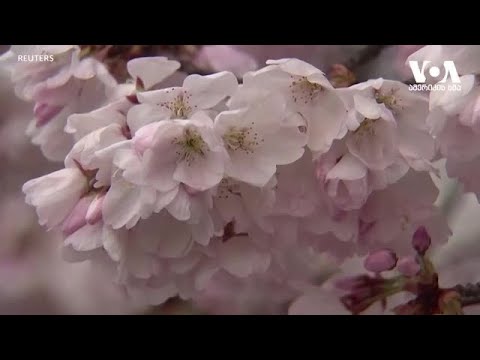 საყურას ყვავილობა დაცარიელებულ ვაშინგტონში