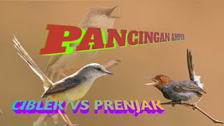 Pancingan Ciblek VS Prenjak
