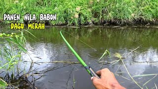 Panen nila babon dagu merah..!! Ngeri spot pedalaman Sumatra yang bikin ngiler 