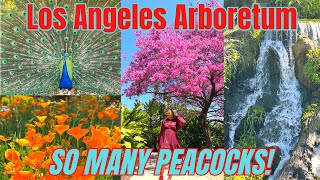 LOS ANGELES COUNTY ARBORETUM  SPRING 2023