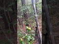 Finally back in the woods #hunting #outdoors #fyipシツ