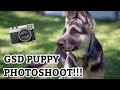 German shepherd puppy has a photoshoot  simba the gsd