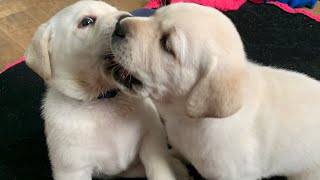LIVE PUPPY CAM  join us for fun and frolics on our livestream of Lab puppies