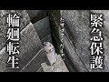 【子猫保護】旅立った愛猫が四十九日を待たず生まれ変わって子なし夫婦の元へ帰ってきた