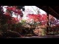 大法院・紅葉　 (妙心寺塔頭)　京都の庭園　Daiho-in Temple The Garden of Kyoto Japan